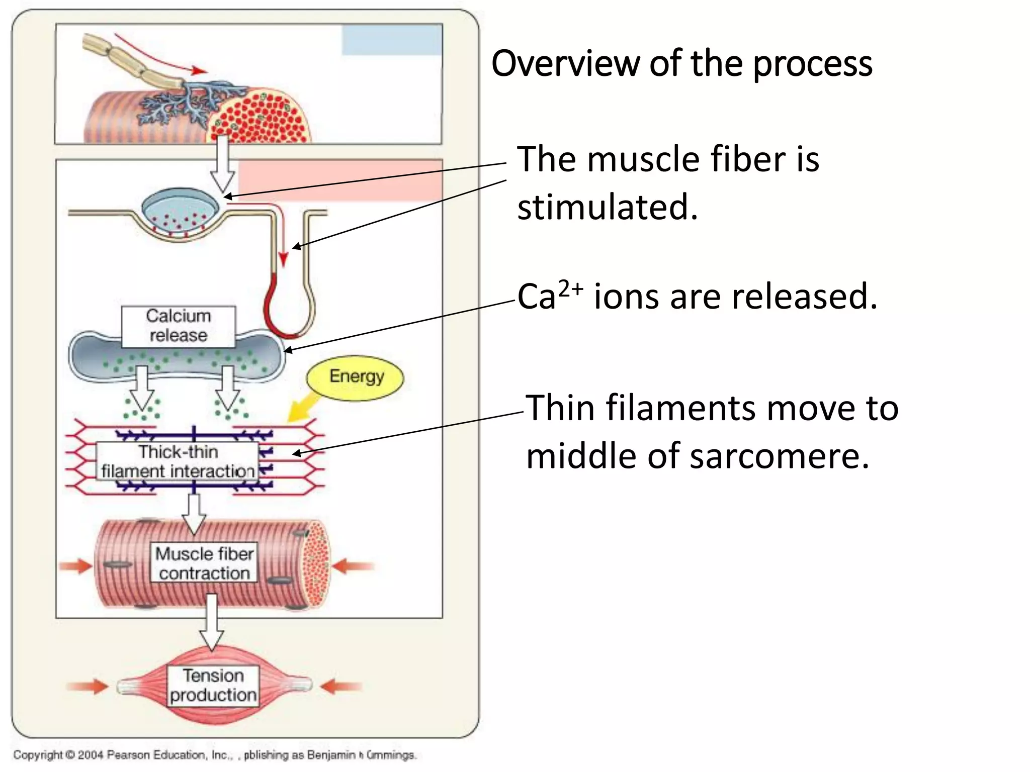 Overview of the process
The muscle fiber is
stimulated.
Ca2+ ions are released.
Thin filaments move to
middle of sarcomere.
 