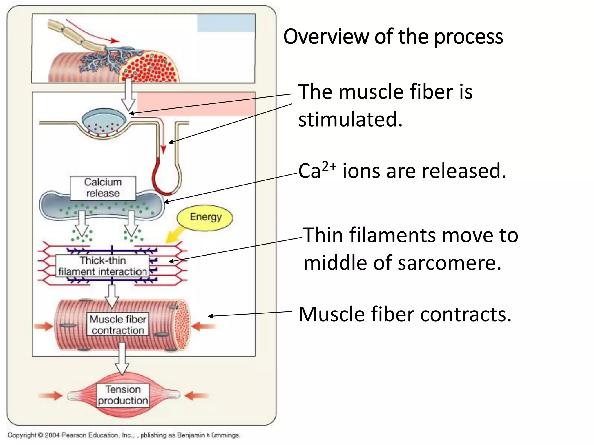 Overview of the process
The muscle fiber is
stimulated.
Ca2+ ions are released.
Thin filaments move to
middle of sarcomere.
Muscle fiber contracts.
 