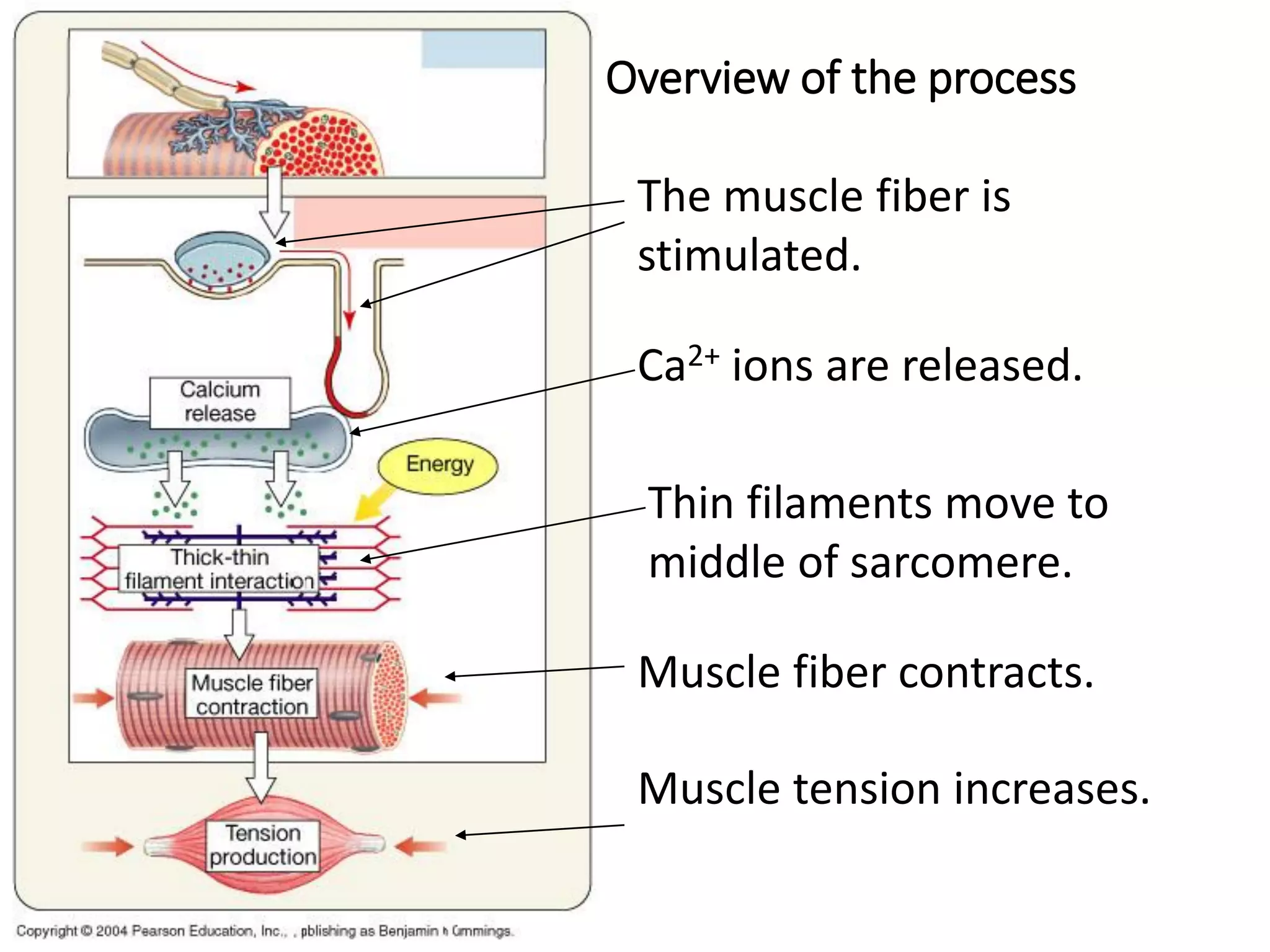 Overview of the process
The muscle fiber is
stimulated.
Ca2+ ions are released.
Thin filaments move to
middle of sarcomere.
Muscle fiber contracts.
Muscle tension increases.
 