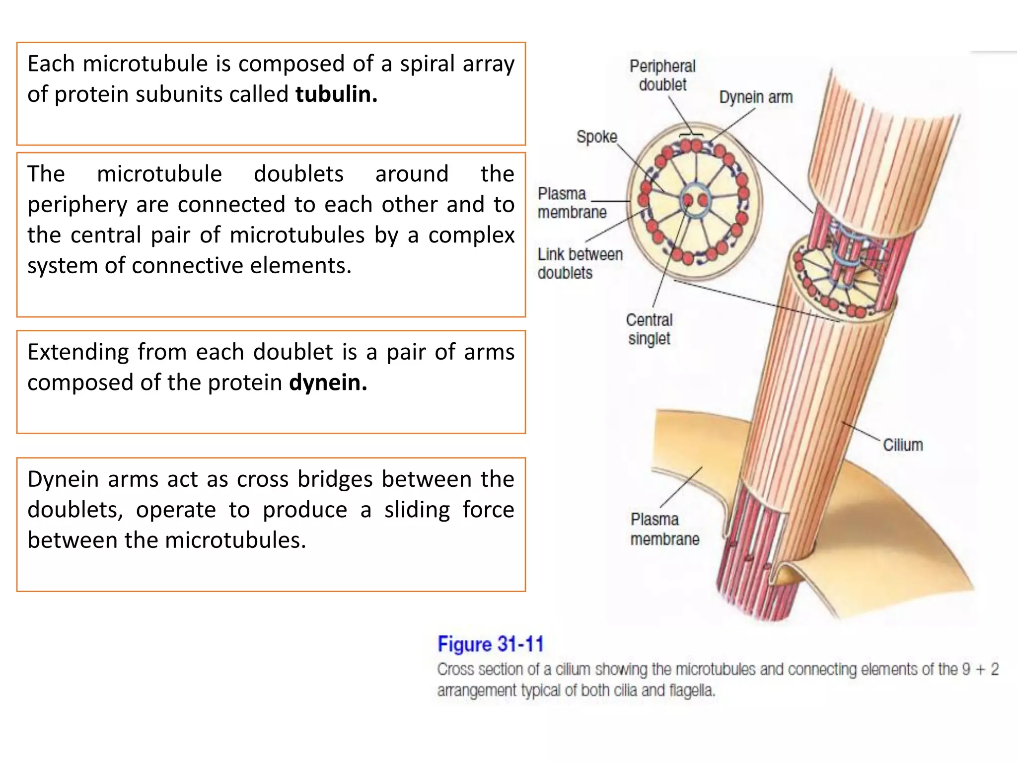 Each microtubule is composed of a spiral array
of protein subunits called tubulin.
The microtubule doublets around the
periphery are connected to each other and to
the central pair of microtubules by a complex
system of connective elements.
Extending from each doublet is a pair of arms
composed of the protein dynein.
Dynein arms act as cross bridges between the
doublets, operate to produce a sliding force
between the microtubules.
 
