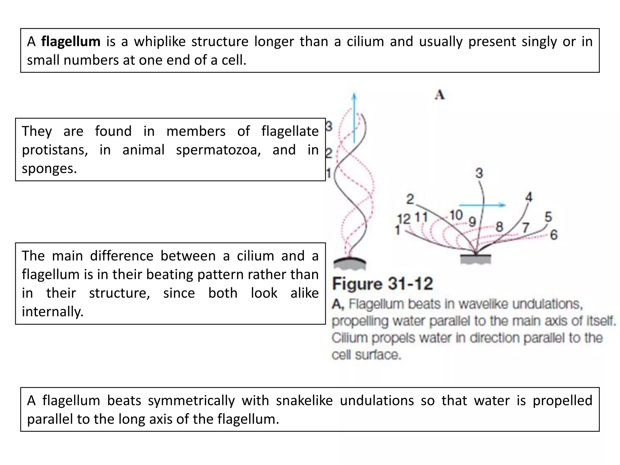 A flagellum is a whiplike structure longer than a cilium and usually present singly or in
small numbers at one end of a cell.
They are found in members of flagellate
protistans, in animal spermatozoa, and in
sponges.
The main difference between a cilium and a
flagellum is in their beating pattern rather than
in their structure, since both look alike
internally.
A flagellum beats symmetrically with snakelike undulations so that water is propelled
parallel to the long axis of the flagellum.
 