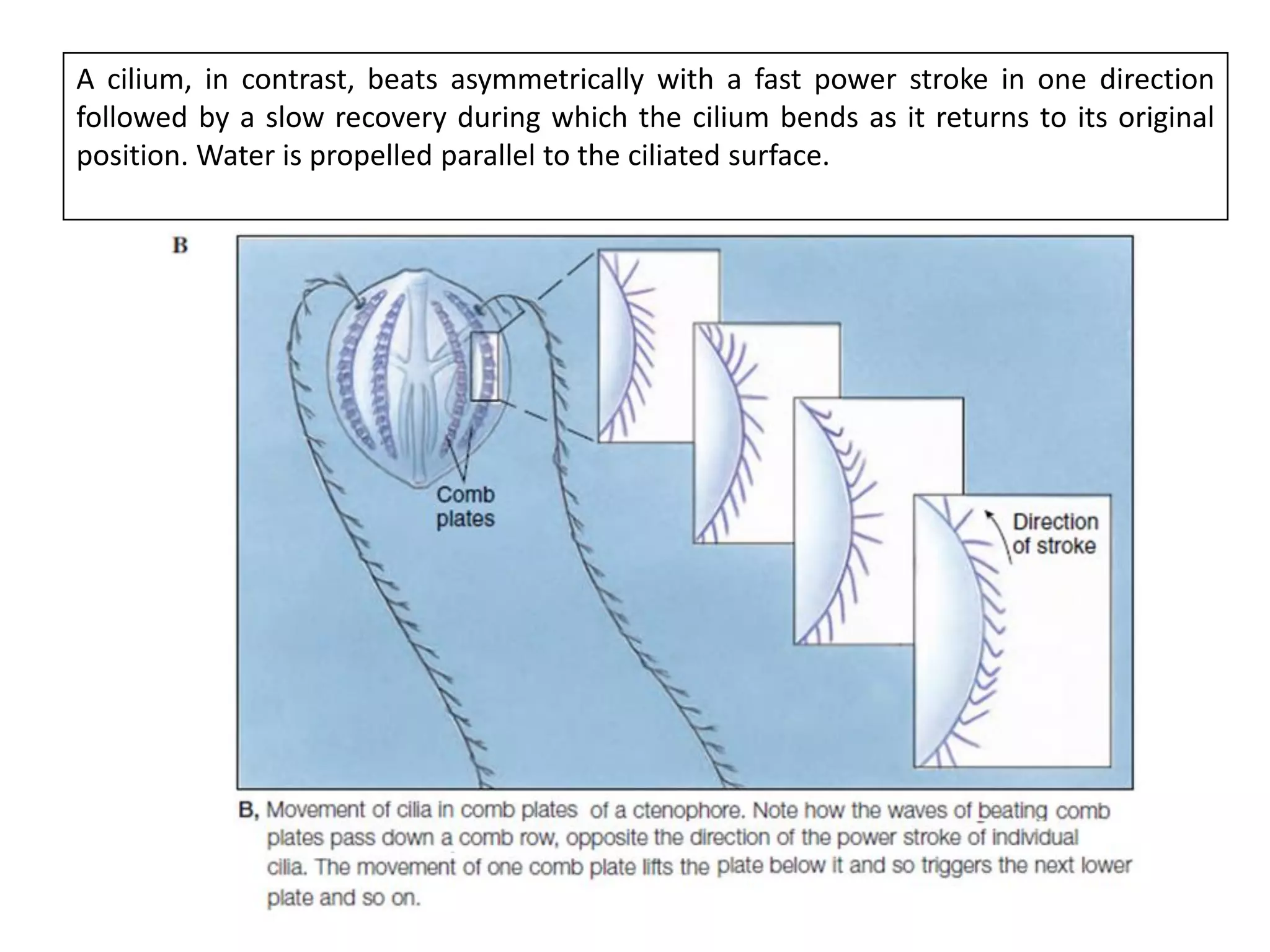 A cilium, in contrast, beats asymmetrically with a fast power stroke in one direction
followed by a slow recovery during which the cilium bends as it returns to its original
position. Water is propelled parallel to the ciliated surface.
 