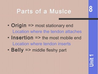8
Unit1
Parts of a MuslceParts of a Muslce
• Origin => most stationary end
Location where the tendon attaches
• Insertion => the most mobile end
Location where tendon inserts
• Belly => middle fleshy part
 