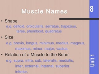 8
Unit1
Muscle NamesMuscle Names
• Shape
e.g. deltoid, orbicularis, serratus, trapezius,
teres, phomboid, quadratus
• Size
e.g. brevis, longus, minimus, medius, magnus,
maximus, minor, major, vastus,
• Relation of a Muscle to the Bone
e.g. supra, infra, sub, lateralis, medialis,
inter, external, internal, superior,
inferior,
 