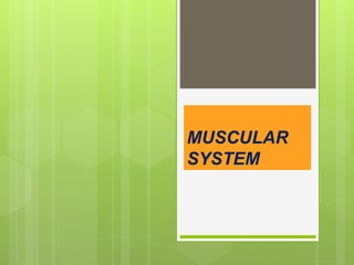 MUSCULAR
SYSTEM
 