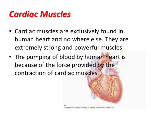 Muscular system
