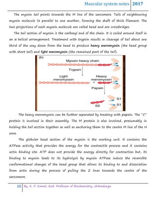 Muscular system notes 2017
10 By, K. P. Komal, Asst. Professor of Biochemistry, chitradurga.
The myosin tail points towards the M line of the sarcomere. Tails of neighbouring
myosin molecule lie parallel to one another, forming the shaft of thick filament. The
two projections of each myosin molecule are called head and are crossbridges.
The tail section of myosin is the carboxyl end of the chain. It is coiled around itself in
an α helical arrangement. Treatment with trypsin results in cleavage of tail about one
third of the way down from the head to produce heavy meromyosin (the head group
with short tail) and light meromyosin (the remained part of the tail).
The heavy meromyosin can be further separated by treating with papain. The “C”
protein is involved in their assembly. The M protein is also involved, presumably in
holding the tail section together as well as anchoring them to the centre M line of the H
zone.
The globular head section of the myosin is the working unit. It contains the
ATPase activity that provides the energy for the contractile process and it contains
actin binding site. ATP does not provide the energy directly for contraction but, its
binding to myosin leads to its hydrolysis by myosin ATPase induce the reversible
conformational changes of the head group that allows its binding to and dissociation
from actin during the process of pulling the Z lines towards the centre of the
sarcomere.
 