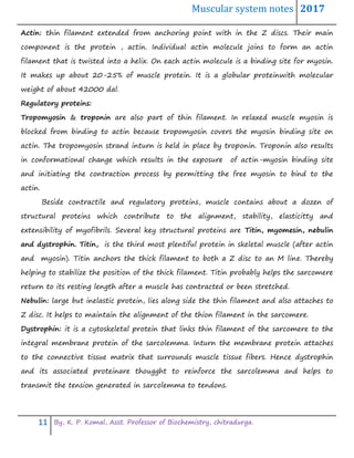 Muscular system notes 2017
11 By, K. P. Komal, Asst. Professor of Biochemistry, chitradurga.
Actin: thin filament extended from anchoring point with in the Z discs. Their main
component is the protein , actin. Individual actin molecule joins to form an actin
filament that is twisted into a helix. On each actin molecule is a binding site for myosin.
It makes up about 20-25% of muscle protein. It is a globular proteinwith molecular
weight of about 42000 dal.
Regulatory proteins:
Tropomyosin & troponin are also part of thin filament. In relaxed muscle myosin is
blocked from binding to actin because tropomyosin covers the myosin binding site on
actin. The tropomyosin strand inturn is held in place by troponin. Troponin also results
in conformational change which results in the exposure of actin-myosin binding site
and initiating the contraction process by permitting the free myosin to bind to the
actin.
Beside contractile and regulatory proteins, muscle contains about a dozen of
structural proteins which contribute to the alignment, stability, elasticitty and
extensibility of myofibrils. Several key structural proteins are Titin, myomesin, nebulin
and dystrophin. Titin, is the third most plentiful protein in skeletal muscle (after actin
and myosin). Titin anchors the thick filament to both a Z disc to an M line. Thereby
helping to stabilize the position of the thick filament. Titin probably helps the sarcomere
return to its resting length after a muscle has contracted or been stretched.
Nebulin: large but inelastic protein, lies along side the thin filament and also attaches to
Z disc. It helps to maintain the alignment of the thion filament in the sarcomere.
Dystrophin: it is a cytoskeletal protein that links thin filament of the sarcomere to the
integral membrane protein of the sarcolemma. Inturn the membrane protein attaches
to the connective tissue matrix that surrounds muscle tissue fibers. Hence dystrophin
and its associated proteinare thougght to reinforce the sarcolemma and helps to
transmit the tension generated in sarcolemma to tendons.
 