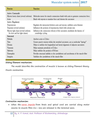 Muscular system notes 2017
12 By, K. P. Komal, Asst. Professor of Biochemistry, chitradurga.
Sliding filament mechanism:
The model describes the contraction of muscle is known as sliding filament theory.
Muscle contraction
Contraction mechanism:
 When the nerve impulse from brain and spinal cord are carried along motor
neuron to muscle fibre Ca++ ions are released in the terminal axon.
 