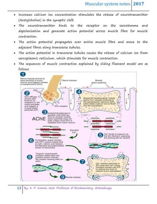 Muscular system notes 2017
13 By, K. P. Komal, Asst. Professor of Biochemistry, chitradurga.
 Increases calcium ion concentration stimulates the release of neurotransmitter
(Acetylcholine) in the synaptic cleft.
 The neurotransmitter binds to the receptor on the sarcolemma and
depolarization and generate action potential across muscle fibre for muscle
contraction.
 The action potential propagates over entire muscle fibre and move to the
adjacent fibres along transverse tubules.
 The action potential in transverse tubules causes the release of calcium ion from
sarcoplasmic reticulum, which stimulate for muscle contraction.
 The sequences of muscle contraction explained by sliding filament model are as
follows
 
