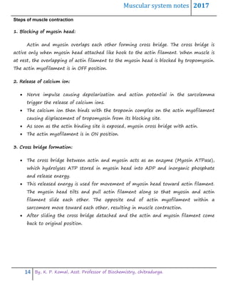 Muscular system notes 2017
14 By, K. P. Komal, Asst. Professor of Biochemistry, chitradurga.
Steps of muscle contraction
1. Blocking of myosin head:
Actin and myosin overlaps each other forming cross bridge. The cross bridge is
active only when myosin head attached like hook to the actin filament. When muscle is
at rest, the overlapping of actin filament to the myosin head is blocked by tropomyosin.
The actin myofilament is in OFF position.
2. Release of calcium ion:
 Nerve impulse causing depolarization and action potential in the sarcolemma
trigger the release of calcium ions.
 The calcium ion then binds with the troponin complex on the actin myofilament
causing displacement of tropomyosin from its blocking site.
 As soon as the actin binding site is exposed, myosin cross bridge with actin.
 The actin myofilament is in ON position.
3. Cross bridge formation:
 The cross bridge between actin and myosin acts as an enzyme (Myosin ATPase),
which hydrolyses ATP stored in myosin head into ADP and inorganic phosphate
and release energy.
 This released energy is used for movement of myosin head toward actin filament.
The myosin head tilts and pull actin filament along so that myosin and actin
filament slide each other. The opposite end of actin myofilament within a
sarcomere move toward each other, resulting in muscle contraction.
 After sliding the cross bridge detached and the actin and myosin filament come
back to original position.
 