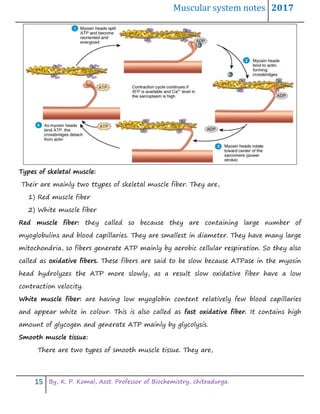 Muscular system notes 2017
15 By, K. P. Komal, Asst. Professor of Biochemistry, chitradurga.
Types of skeletal muscle:
Their are mainly two ttypes of skeletal muscle fiber. They are,
1) Red muscle fiber
2) White muscle fiber
Red muscle fiber: they called so because they are containing large number of
myoglobulins and blood capillaries. They are smallest in diameter. They have many large
mitochondria, so fibers generate ATP mainly by aerobic cellular respiration. So they also
called as oxidative fibers. These fibers are said to be slow because ATPase in the myosin
head hydrolyzes the ATP more slowly, as a result slow oxidative fiber have a low
contraction velocity.
White muscle fiber: are having low myoglobin content relatively few blood capillaries
and appear white in colour. This is also called as fast oxidative fiber. It contains high
amount of glycogen and generate ATP mainly by glycolysis.
Smooth muscle tissue:
There are two types of smooth muscle tissue. They are,
 