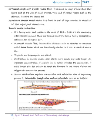 Muscular system notes 2017
16 By, K. P. Komal, Asst. Professor of Biochemistry, chitradurga.
1) Visceral (single unit) smooth muscle fiber: it is found in wrap around sheet that
forms part of the wall of small arteries, veins and of hollow viscera such as the
stomach, intestine and uterus etc.
2) Multiunit smooth muscle tissue: it is found in wall of large arteries, in muscle of
iris that adjust pupil diameter etc.
Smooth muscle contraction:
 It is having actin and myosin in the ratio of 10:1 . these are also containing
intermediate filament. These are lacking transverse tubule having sarcoplasmic
reticulum for storage of Ca2+.
 In smooth muscle fiber, intermediate filament such as attached to structure
called dense bodies which are functionally similar to Z disc in straited muscle
fiber.
 Troponin and tropomyosin are absent.
 Contraction in smooth muscle fiber starts more slowly and lasts longer. An
increased concentration of calcium ion in cytosol initiates the contraction. It
takes longer time for calcium to reach the filament in the centre of fiber and
triggers the contraction process.
 Several mechanisms regulate contracttion and relaxation. One of regulatory
protein is Calmodulin. Acetylcholine and norepinephrin acts as an initiator.
 