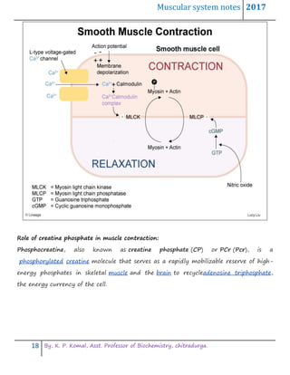 Muscular system notes 2017
18 By, K. P. Komal, Asst. Professor of Biochemistry, chitradurga.
Role of creatine phosphate in muscle contraction:
Phosphocreatine, also known as creatine phosphate (CP) or PCr (Pcr), is a
phosphorylated creatine molecule that serves as a rapidly mobilizable reserve of high-
energy phosphates in skeletal muscle and the brain to recycleadenosine triphosphate,
the energy currency of the cell.
 
