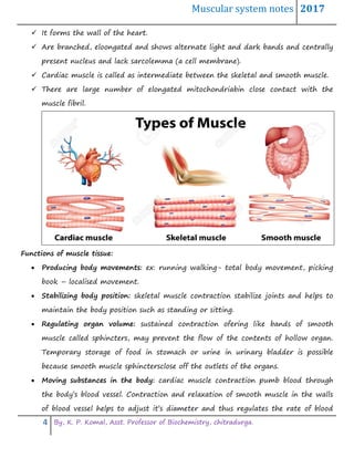 Muscular system notes 2017
4 By, K. P. Komal, Asst. Professor of Biochemistry, chitradurga.
 It forms the wall of the heart.
 Are branched, eloongated and shows alternate light and dark bands and centrally
present nucleus and lack sarcolemma (a cell membrane).
 Cardiac muscle is called as intermediate between the skeletal and smooth muscle.
 There are large number of elongated mitochondriabin close contact with the
muscle fibril.
Functions of muscle tissue:
 Producing body movements: ex: running walking- total body movement, picking
book – localised movement.
 Stabilizing body position: skeletal muscle contraction stabilize joints and helps to
maintain the body position such as standing or sitting.
 Regulating organ volume: sustained contraction ofering like bands of smooth
muscle called sphincters, may prevent the flow of the contents of hollow organ.
Temporary storage of food in stomach or urine in urinary bladder is possible
because smooth muscle sphinctersclose off the outlets of the organs.
 Moving substances in the body: cardiac muscle contraction pumb blood through
the body’s blood vessel. Contraction and relaxation of smooth muscle in the walls
of blood vessel helps to adjust it’s diameter and thus regulates the rate of blood
 
