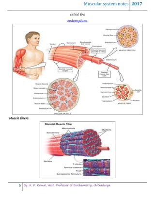 Muscular system notes 2017
6 By, K. P. Komal, Asst. Professor of Biochemistry, chitradurga.
called the
endomysium.
Muscle fibers
 