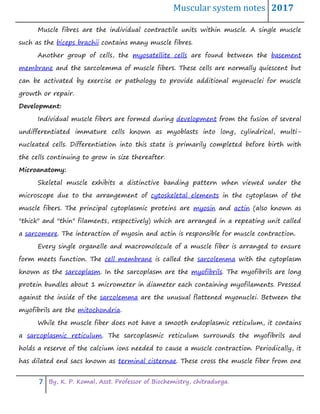 Muscular system notes 2017
7 By, K. P. Komal, Asst. Professor of Biochemistry, chitradurga.
Muscle fibres are the individual contractile units within muscle. A single muscle
such as the biceps brachii contains many muscle fibres.
Another group of cells, the myosatellite cells are found between the basement
membrane and the sarcolemma of muscle fibers. These cells are normally quiescent but
can be activated by exercise or pathology to provide additional myonuclei for muscle
growth or repair.
Development:
Individual muscle fibers are formed during development from the fusion of several
undifferentiated immature cells known as myoblasts into long, cylindrical, multi-
nucleated cells. Differentiation into this state is primarily completed before birth with
the cells continuing to grow in size thereafter.
Microanatomy:
Skeletal muscle exhibits a distinctive banding pattern when viewed under the
microscope due to the arrangement of cytoskeletal elements in the cytoplasm of the
muscle fibers. The principal cytoplasmic proteins are myosin and actin (also known as
"thick" and "thin" filaments, respectively) which are arranged in a repeating unit called
a sarcomere. The interaction of myosin and actin is responsible for muscle contraction.
Every single organelle and macromolecule of a muscle fiber is arranged to ensure
form meets function. The cell membrane is called the sarcolemma with the cytoplasm
known as the sarcoplasm. In the sarcoplasm are the myofibrils. The myofibrils are long
protein bundles about 1 micrometer in diameter each containing myofilaments. Pressed
against the inside of the sarcolemma are the unusual flattened myonuclei. Between the
myofibrils are the mitochondria.
While the muscle fiber does not have a smooth endoplasmic reticulum, it contains
a sarcoplasmic reticulum. The sarcoplasmic reticulum surrounds the myofibrils and
holds a reserve of the calcium ions needed to cause a muscle contraction. Periodically, it
has dilated end sacs known as terminal cisternae. These cross the muscle fiber from one
 