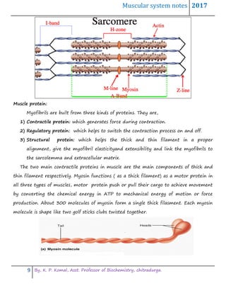 Muscular system notes 2017
9 By, K. P. Komal, Asst. Professor of Biochemistry, chitradurga.
Muscle protein:
Myofibrils are built from three kinds of proteins. They are,
1) Contractile protein: which generates force during contraction.
2) Regulatory protein: which helps to switch the contraction process on and off.
3) Structural protein: which helps the thick and thin filament in a proper
alignment, give the myofibril elasticityand extensibility and link the myofibrils to
the sarcolemma and extracellular matrix.
The two main contractile proteins in muscle are the main components of thick and
thin filament respectively. Myosin functions ( as a thick filament) as a motor protein in
all three types of muscles, motor protein push or pull their cargo to achieve movement
by converting the chemical energy in ATP to mechanical energy of motion or force
production. About 300 molecules of myosin form a single thick filasment. Each myosin
molecule is shape like two golf sticks clubs twisted together.
 