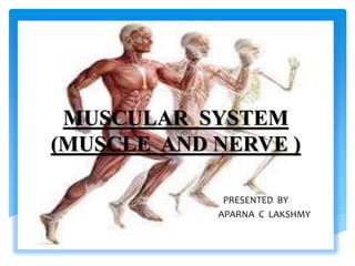 MUSCULAR SYSTEM
(MUSCLE AND NERVE )
PRESENTED BY
APARNA C LAKSHMY
 