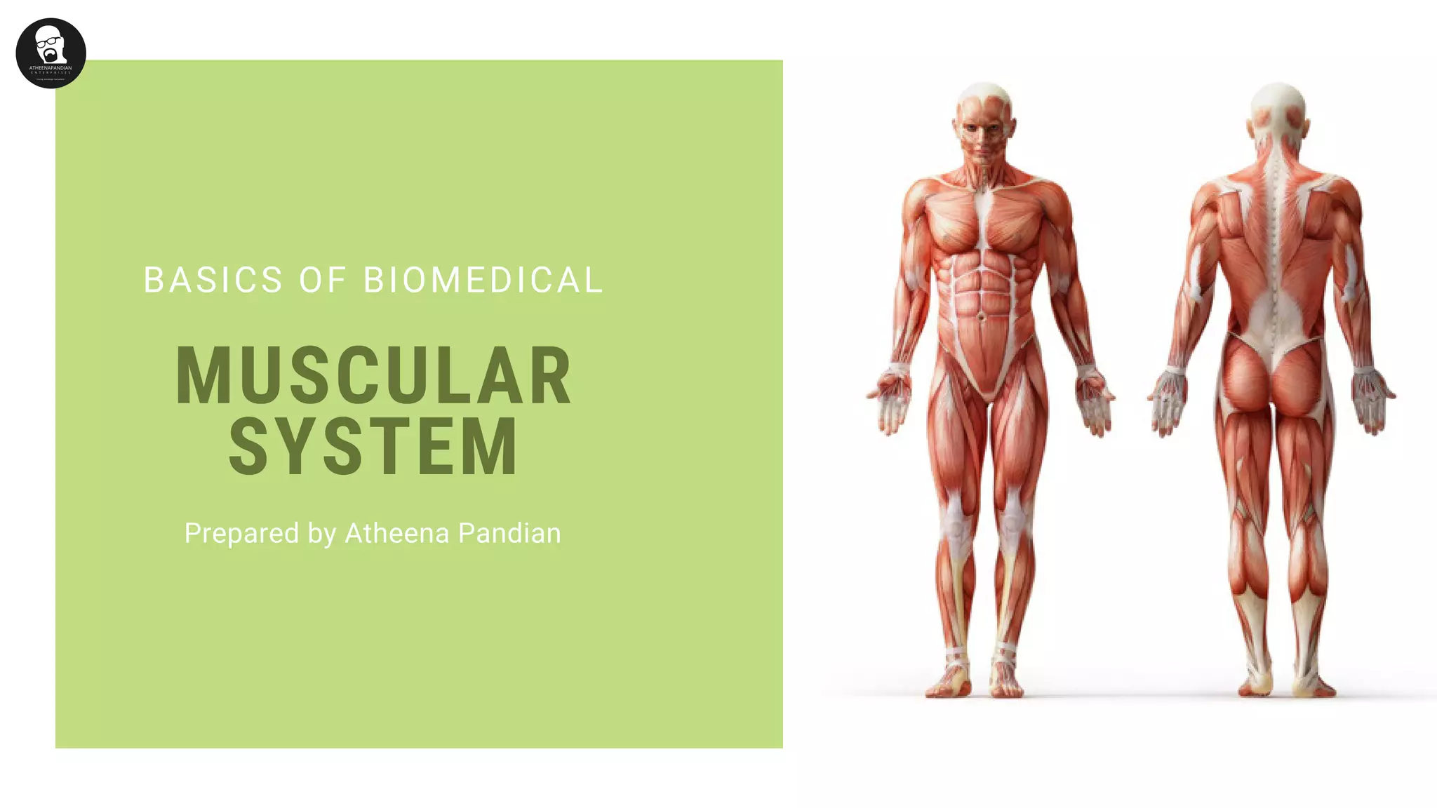 Muscular System Definition Human Muscular system and its Types and Functions | PDF