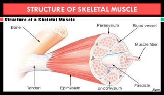 STRUCTURE OF SKELETAL MUSCLE
Jegan
 