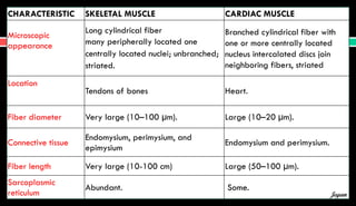 CHARACTERISTIC SKELETAL MUSCLE CARDIAC MUSCLE
Microscopic
appearance
Long cylindrical fiber
many peripherally located one
centrally located nuclei; unbranched;
striated.
Branched cylindrical fiber with
one or more centrally located
nucleus intercalated discs join
neighboring fibers, striated
Location
Tendons of bones Heart.
Fiber diameter Very large (10–100 µm). Large (10–20 µm).
Connective tissue
Endomysium, perimysium, and
epimysium
Endomysium and perimysium.
Fiber length Very large (10-100 cm) Large (50–100 µm).
Sarcoplasmic
reticulum
Abundant. Some.
Jegan
 