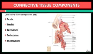 CONNECTIVE TISSUE COMPONENTS
Connective tissue components are:
 Fascia
 Tendon
 Epimysium
 Perimysium
 Endomysium
Jegan
 