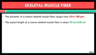 SKELETAL MUSCLE FIBER
• The diameter of a mature skeletal muscle fiber ranges from 10 to 100 µm.
• The typical length of a mature skeletal muscle fiber is about 10 cm to30 cm
Jegan
 