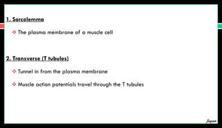 1. Sarcolemma
 The plasma membrane of a muscle cell
2. Transverse (T tubules)
 Tunnel in from the plasma membrane
 Muscle action potentials travel through the T tubules
Jegan
 