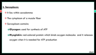 3. Sarcoplasm:
 It lies within sarcolemma
 The cytoplasm of a muscle fiber
 Sarcoplasm contains
Glycogen: used for synthesis of ATP
Myoglobin: red-colored protein which binds oxygen molecules and it releases
oxygen when it is needed for ATP production
Jegan
 