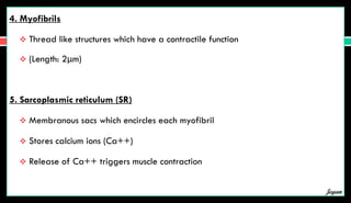 4. Myofibrils
 Thread like structures which have a contractile function
 (Length: 2μm)
5. Sarcoplasmic reticulum (SR)
 Membranous sacs which encircles each myofibril
 Stores calcium ions (Ca++)
 Release of Ca++ triggers muscle contraction
Jegan
 