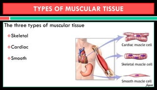 TYPES OF MUSCULAR TISSUE
The three types of muscular tissue
Skeletal
Cardiac
Smooth
Jegan
 