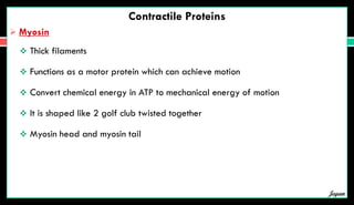 Contractile Proteins
 Myosin
 Thick filaments
 Functions as a motor protein which can achieve motion
 Convert chemical energy in ATP to mechanical energy of motion
 It is shaped like 2 golf club twisted together
 Myosin head and myosin tail
Jegan
 
