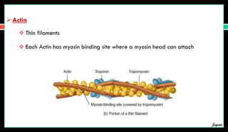 Actin
 Thin filaments
 Each Actin has myosin binding site where a myosin head can attach
Jegan
 