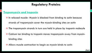 Regulatory Proteins
Tropomyosin and troponin
 In relaxed muscle- Myosin is blocked from binding to actin because
strands of tropomyosin cover the myosin-binding sites on actin
 The tropomyosin strands in turn are held in place by troponin molecule
 Calcium ion binding to troponin moves tropomyosin away from myosin-
binding sites
 Allows muscle contraction to begin as myosin binds to actin
Jegan
 