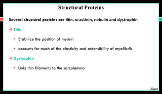 Structural Proteins
Several structural proteins are titin, α-actinin, nebulin and dystrophin
Titin
• Stabilize the position of myosin
• accounts for much of the elasticity and extensibility of myofibrils
Dystrophin
• Links thin filaments to the sarcolemma
Jegan
 