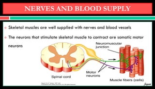 NERVES AND BLOOD SUPPLY
 Skeletal muscles are well supplied with nerves and blood vessels
 The neurons that stimulate skeletal muscle to contract are somatic motor
neurons
Jegan
 
