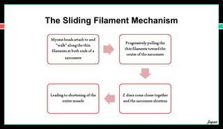 The Sliding Filament Mechanism
Jegan
 
