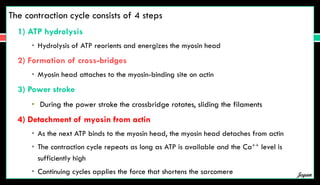 The contraction cycle consists of 4 steps
1) ATP hydrolysis
• Hydrolysis of ATP reorients and energizes the myosin head
2) Formation of cross-bridges
• Myosin head attaches to the myosin-binding site on actin
3) Power stroke
• During the power stroke the crossbridge rotates, sliding the filaments
4) Detachment of myosin from actin
• As the next ATP binds to the myosin head, the myosin head detaches from actin
• The contraction cycle repeats as long as ATP is available and the Ca++ level is
sufficiently high
• Continuing cycles applies the force that shortens the sarcomere Jegan
 