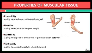 PROPERTIES OF MUSCULAR TISSUE
Extensibility
Ability to stretch without being damaged
Elasticity
Ability to return to an original length
Excitability
Ability to respond to stimuli and to produce action potential
Contractility
Ability to contract forcefully when stimulated
Jegan
 