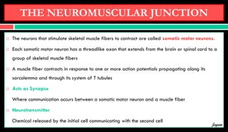THE NEUROMUSCULAR JUNCTION
 The neurons that stimulate skeletal muscle fibers to contract are called somatic motor neurons.
 Each somatic motor neuron has a threadlike axon that extends from the brain or spinal cord to a
group of skeletal muscle fibers
 A muscle fiber contracts in response to one or more action potentials propagating along its
sarcolemma and through its system of T tubules
 Acts as Synapse
Where communication occurs between a somatic motor neuron and a muscle fiber
 Neurotransmitter
Chemical released by the initial cell communicating with the second cell
Jegan
 