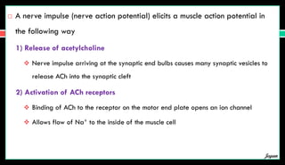  A nerve impulse (nerve action potential) elicits a muscle action potential in
the following way
1) Release of acetylcholine
 Nerve impulse arriving at the synaptic end bulbs causes many synaptic vesicles to
release ACh into the synaptic cleft
2) Activation of ACh receptors
 Binding of ACh to the receptor on the motor end plate opens an ion channel
 Allows flow of Na+ to the inside of the muscle cell
Jegan
 