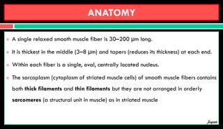 ANATOMY
 A single relaxed smooth muscle fiber is 30–200 µm long.
 It is thickest in the middle (3–8 µm) and tapers (reduces its thickness) at each end.
 Within each fiber is a single, oval, centrally located nucleus.
 The sarcoplasm (cytoplasm of striated muscle cells) of smooth muscle fibers contains
both thick filaments and thin filaments but they are not arranged in orderly
sarcomeres (a structural unit in muscle) as in striated muscle
Jegan
 