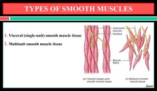 TYPES OF SMOOTH MUSCLES
1. Visceral (single-unit) smooth muscle tissue.
2. Multiunit smooth muscle tissue
Jegan
 