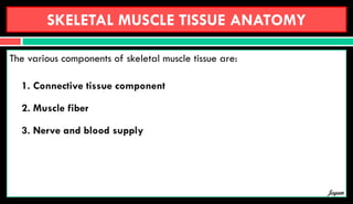 SKELETAL MUSCLE TISSUE ANATOMY
The various components of skeletal muscle tissue are:
1. Connective tissue component
2. Muscle fiber
3. Nerve and blood supply
Jegan
 