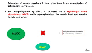 • Relaxation of smooth muscles will occur when there is less concentration of
calcium ions in cytoplasm.
• The phosphorylation by MLCK is countered by a myosin-light chain
phosphatase (MLCP) which dephosphorylates the myosin head and thereby
inhibits contraction.
MLCK
Phosphorylates myosin head
thereby causing contraction
MLCP
Jegan
 