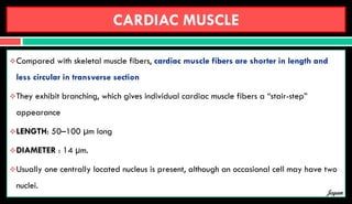 CARDIAC MUSCLE
Compared with skeletal muscle fibers, cardiac muscle fibers are shorter in length and
less circular in transverse section
They exhibit branching, which gives individual cardiac muscle fibers a “stair-step”
appearance
LENGTH: 50–100 µm long
DIAMETER : 14 µm.
Usually one centrally located nucleus is present, although an occasional cell may have two
nuclei.
Jegan
 