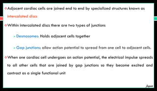 Adjacent cardiac cells are joined end to end by specialized structures known as
intercalated discs
Within intercalated discs there are two types of junctions
 Desmosomes: Holds adjacent cells together
 Gap junctions: allow action potential to spread from one cell to adjacent cells.
When one cardiac cell undergoes an action potential, the electrical impulse spreads
to all other cells that are joined by gap junctions so they become excited and
contract as a single functional unit
Jegan
 