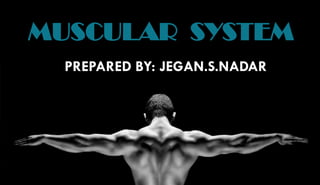 MUSCULAR SYSTEM
PREPARED BY: JEGAN.S.NADAR
 