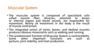 • The muscular system is composed of specialized cells
called muscle fiber. Muscles, attached to bones
or internal organs and blood vessels, are responsible for
movement. Nearly all movement in the body is the result
of muscle contraction.
• The integrated action of joints, bones, and skeletal muscles
produces obvious movements such as walking and running.
• The predominant function of Muscular System is contractibility.
Some other important functions are such as
posture, joint stability, and heat production.
 